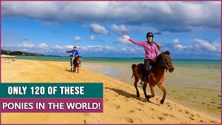 Riding the Yonaguni Pony on the Beach in Okinawa! by DiscoverTheHorse 6,227 views 1 year ago 5 minutes, 47 seconds
