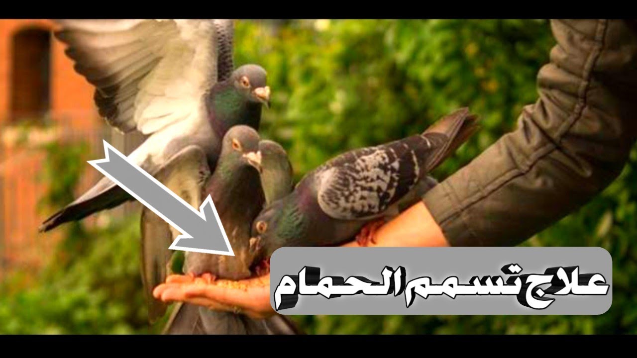 علااج تسمم الحمام الزاجل وتنقذه بأسرع وقت!