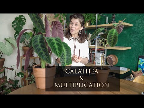 Vidéo: Propagation des plantes de Calathea - Conseils pour propager les plantes de Calathea
