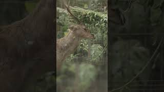 What Was This Bawean Hog Deer Watching? | Peaceful_Tranquil