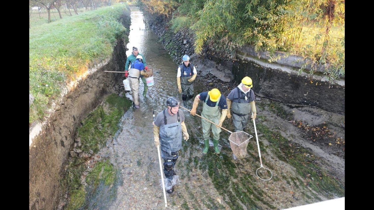 Roggia Isacchina 2017