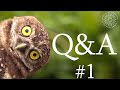 Q&A #1: Sytuacja kanoniczna Bractwa św. Piusa X. Czy Polacy powinni mieć dostęp do broni? itd.