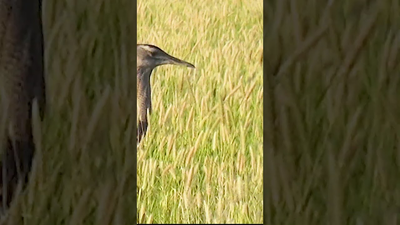 Running Kori Bustard 