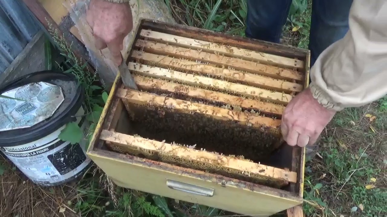 Pregătirea familiilor de albine pentru iernare.