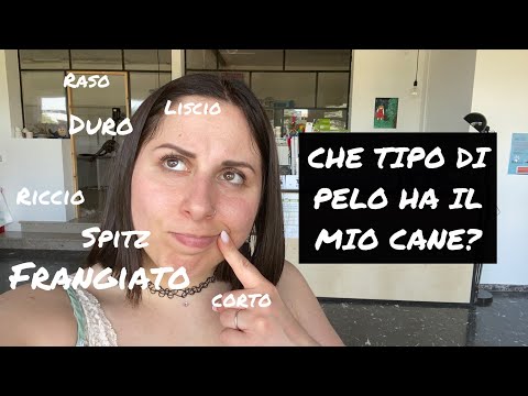 Video: Cosa fare quando i cani hanno le palle di pelo?