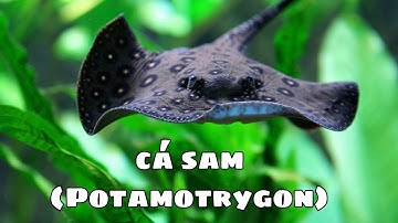 Cá đuối nước ngọt (cá sam) - Những tấm thảm của bể cá cảnh