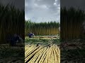 Crispy yellow sugar cane #agriculture #sugarcane #farm #foryou