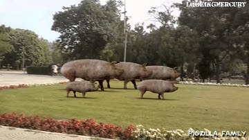 Pigs 3D Realistic simulation - Lightwave + Boujou