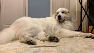 【ルンルンの裏庭】お父さんの部屋で眠るアラン