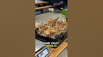 How Many Mushrooms can you Grow in a Monotub? | Monotub Tips