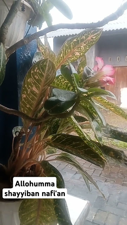 Allohumma shayyiban nafi'an,,turunkanlan hujan yg bermanfaat Ya Alloh#shorts#katakatabijak#like