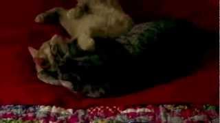 Kitty Love - Silva and Oro Resimi