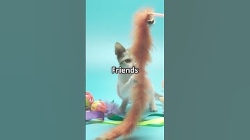 The smartest cat EEEEVER!