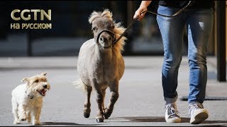 Самый маленький жеребенок в мире примет участие в конной выставке