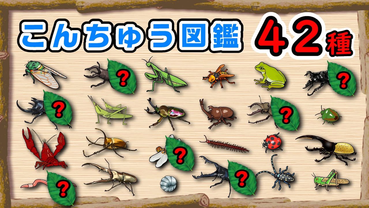 【子供向けアニメ】昆虫の名前42種類・クイズ〈カブトムシ、ノコギリクワガタ、ヘラクレスオオカブト、ギラファノコギリクワガタなど〉【こんちゅう・虫】insect beetle stag anima