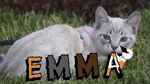 Animate Your Name with Scratch