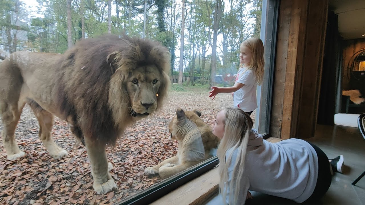 port lympne safari youtube