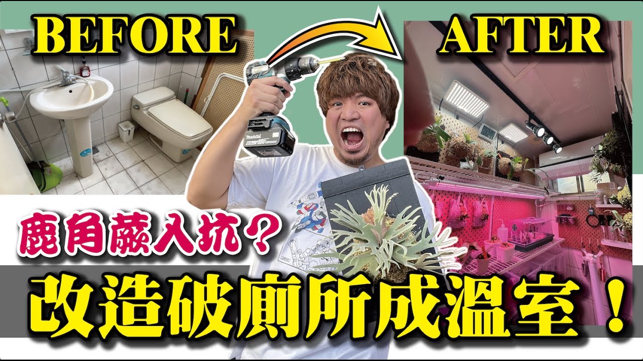 【廢棄廁所改造夢幻溫室！？】1坪不到的鹿角蕨夢幻工作室竟然是一間廁所？！