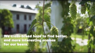 In the hoppy world of hops: developing, breeding and analyzing.