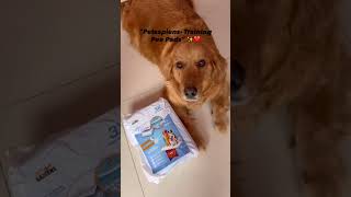 Mother Dog Never Leaves Her Puppies 🐶❤️ Puppy Care & Pee Pad Training #shorts