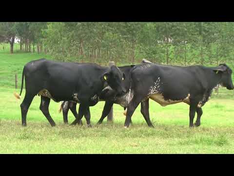 LOTE 178   21º LEILÃO SANTA LUZIA   LEITE COM RAÇA🥛🐄