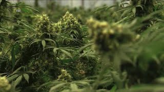 Recreational marijuana sales in New Jersey could start within weeks