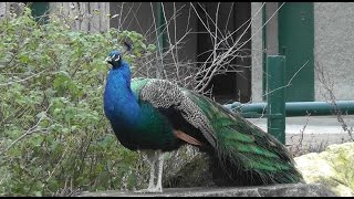 blauer pfau pavo cristatus indian peafowl zoo vienna