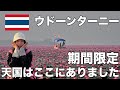 【ウドーンターニー,タイ】期間限定の絶景！赤い睡蓮の湖に行ったら天国のような絶景が…！ガッカリ世界遺産とも言われてるバーンチエン遺跡など観光名所から穴場まで！