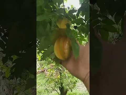 Video Cây Khế Sân Vườn siêu trái nhà mình các bạn xem có... - youtube