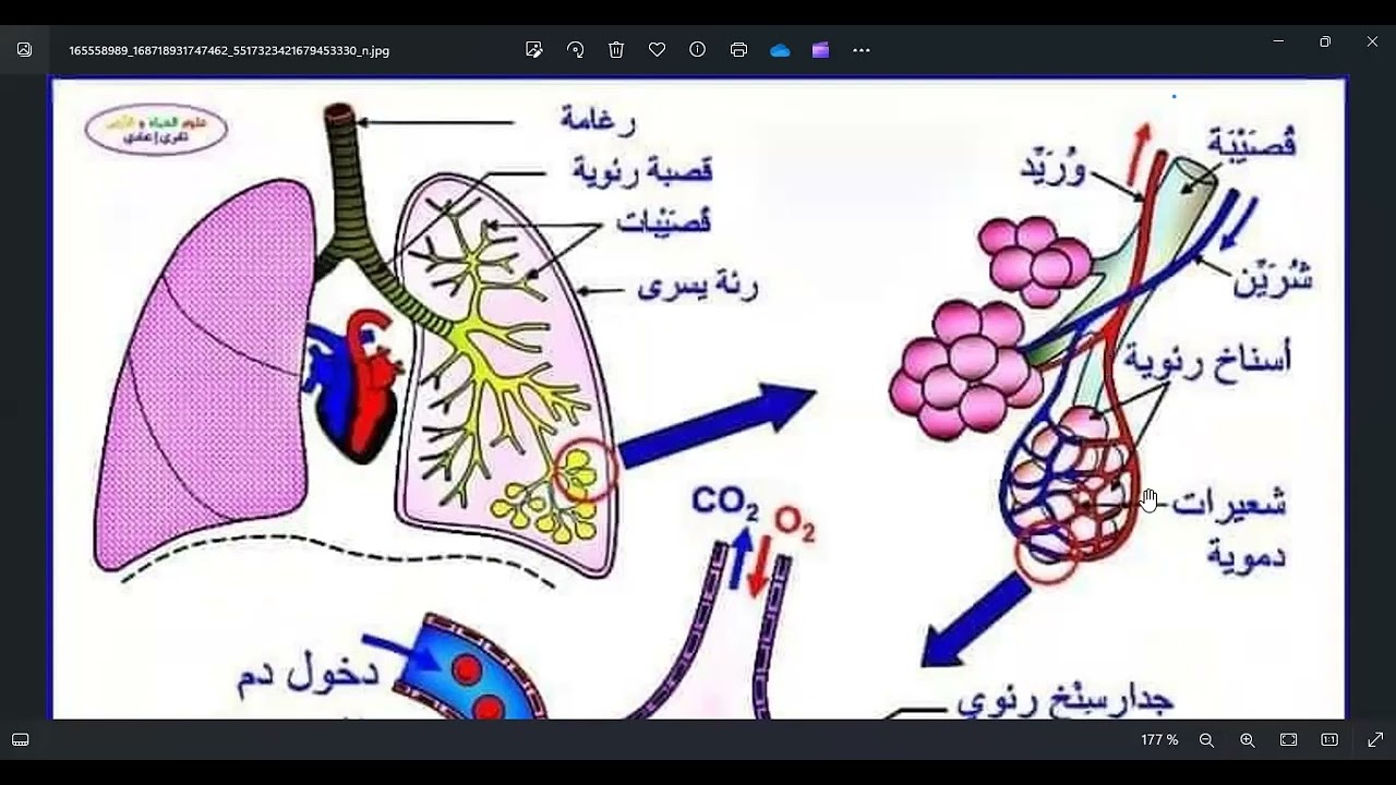 مراجعة شاملة للتنفس عند الإنسان أولى متوسط ، مراجعة لفرض الفصل الثاني