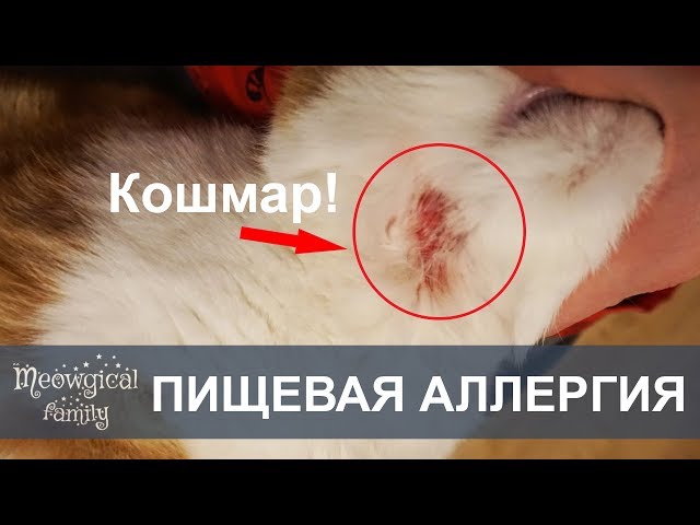 Облысение у кошек: симптомы, лечение и профилактика Облысение у кошек, алопеция