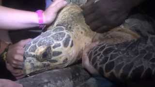 Carnato - Hawksbill Sea Turtle Tagging, Gales Point, Belize 2013