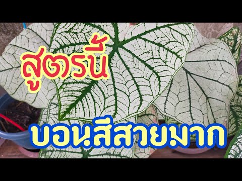 ขี้เถ้าถ่านสูตรนี้บอนสีแตกกอตรึม!!![สองพี่น้องพาเพลินChannel]