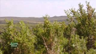 Saltbushes, An Important Cold Desert Plant