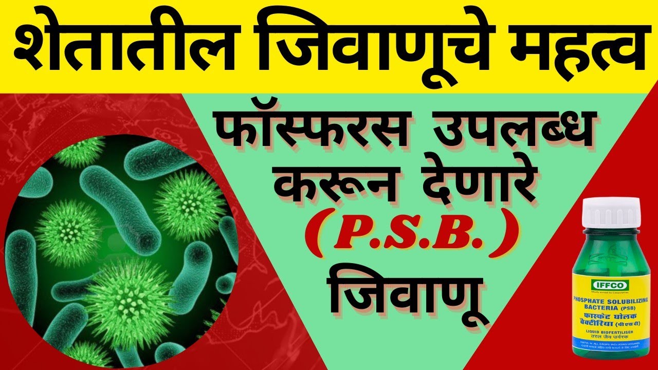 पिकाला फॉस्फरस उपलब्ध करून देणारे जिवाणूंचे महत्व #PSB Bacteria