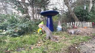 Relaxing Wildlife for Cat Enrichment: Birds Squirrels & Crows by Gnome (1.5 hours) by FurLife 286 views 1 year ago 1 hour, 28 minutes