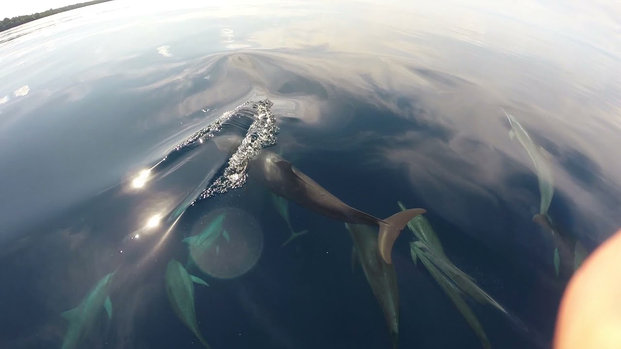 Jumping Dolphins in the Solomon Islands | Jetty Dive Centre