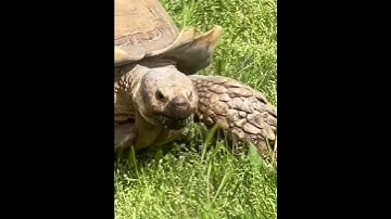 Turtle try not to laugh
