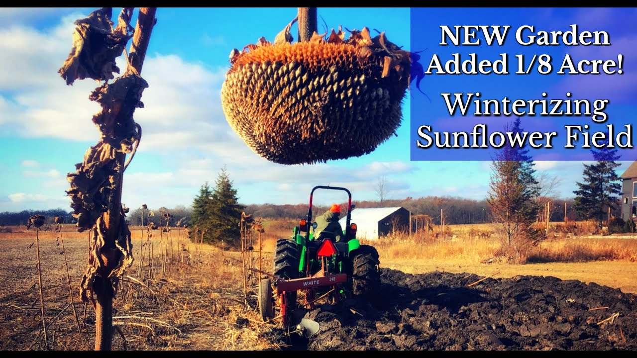 How We Added a New Garden How We Winterize Our Sunflower Patch Farm & Garden YouTube