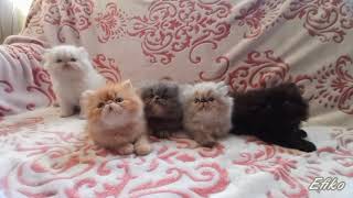 Персидские котята. Деткам 1,5 мес