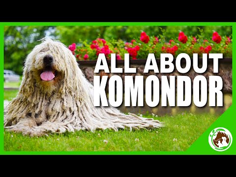 Video: Vai komondori ir labi ģimenes suņi?