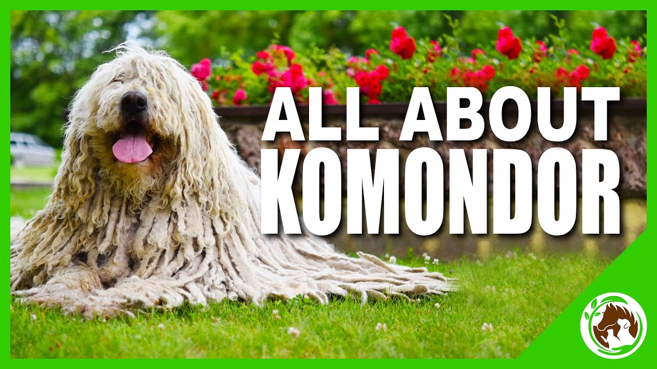 Komondor Dog Breed Information and Characteristics