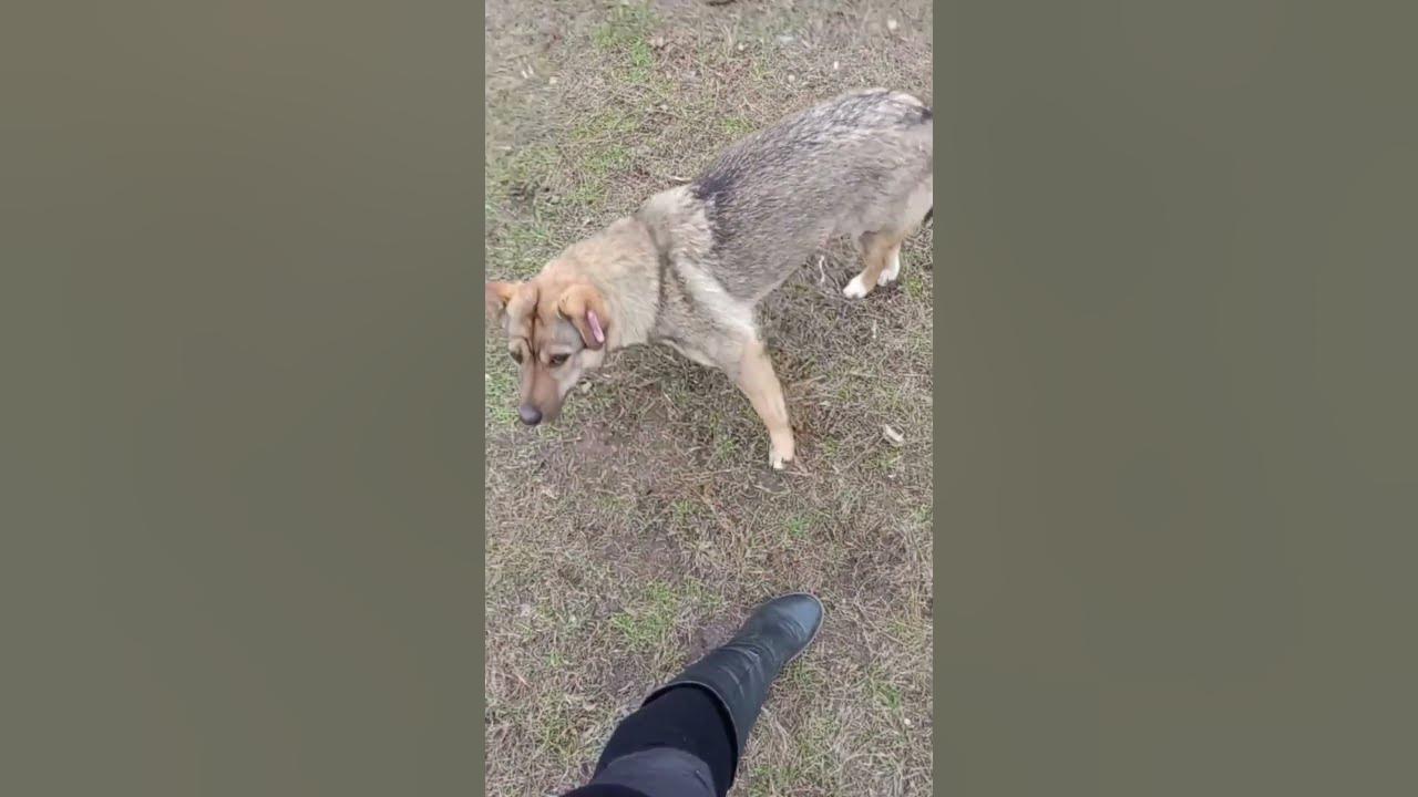 Пёсики охраняют косточку #песик #пёсики #песики #пёсик #собака # ...