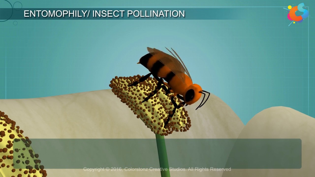 Entomophily YouTube