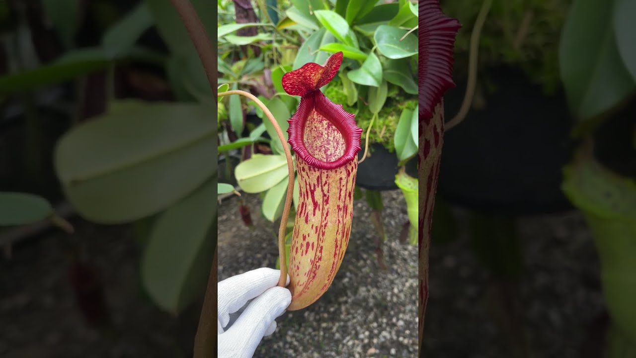 Item Short] BE 4566 | N. sibuyanensis x klossii