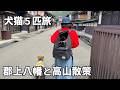 犬猫５匹旅で郡上八幡と高山散策へ！まさかの出会いもありました［５匹旅２］こんじ旅館・茶茶・岐阜