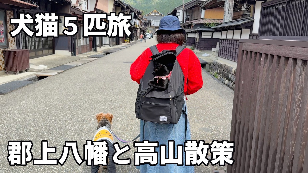 犬猫５匹旅で郡上八幡と高山散策へ！まさかの出会いもありました［５匹旅２］こんじ旅館・茶茶・岐阜
