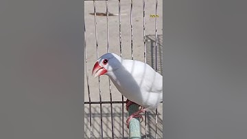 Singing Java sparrow