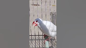 Singing Java sparrow