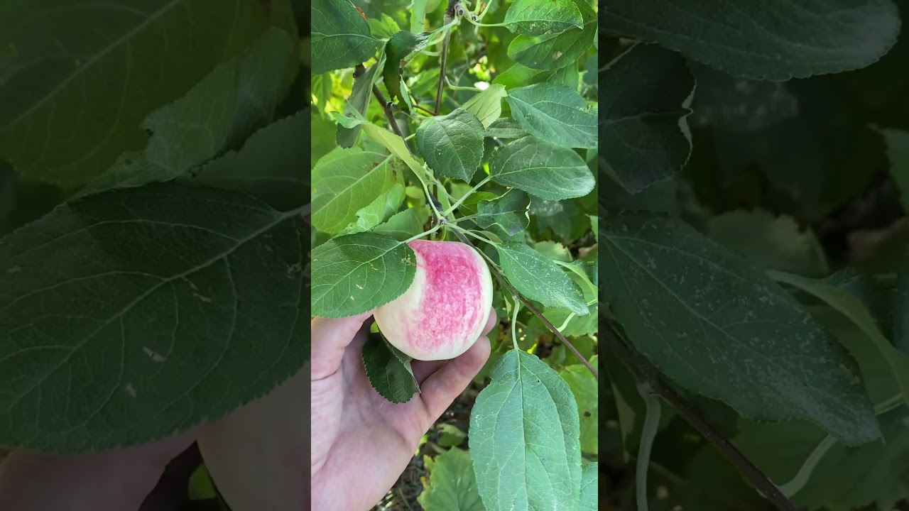 Август 2023. Сельские моменты. Витамины. Яблоки.